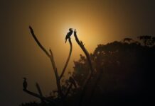 O której godzinie dzwoni rekruter?