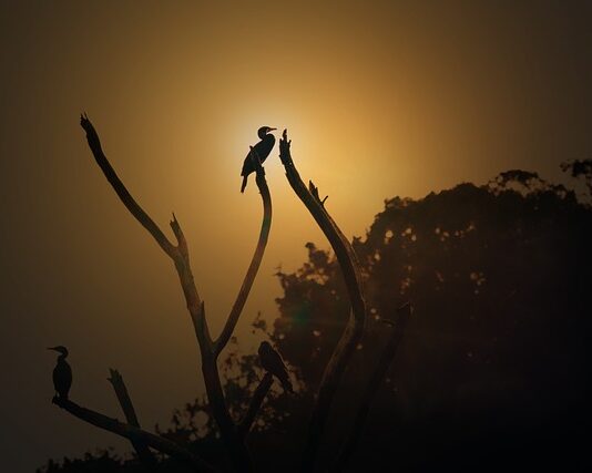 O której godzinie dzwoni rekruter?