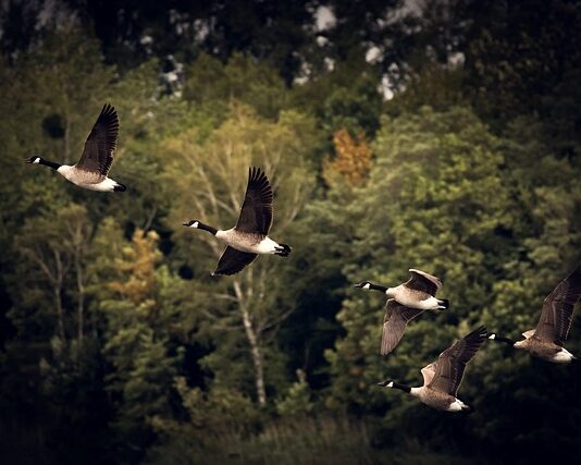 Jakie są przyczyny i skutki migracji?
