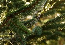 Jakie są potrzeby emocjonalne dziecka?