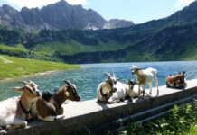 Jak postępować z dzieckiem po traumie?