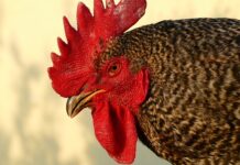 Ile wynosi emerytura z działalności gospodarczej 2023?